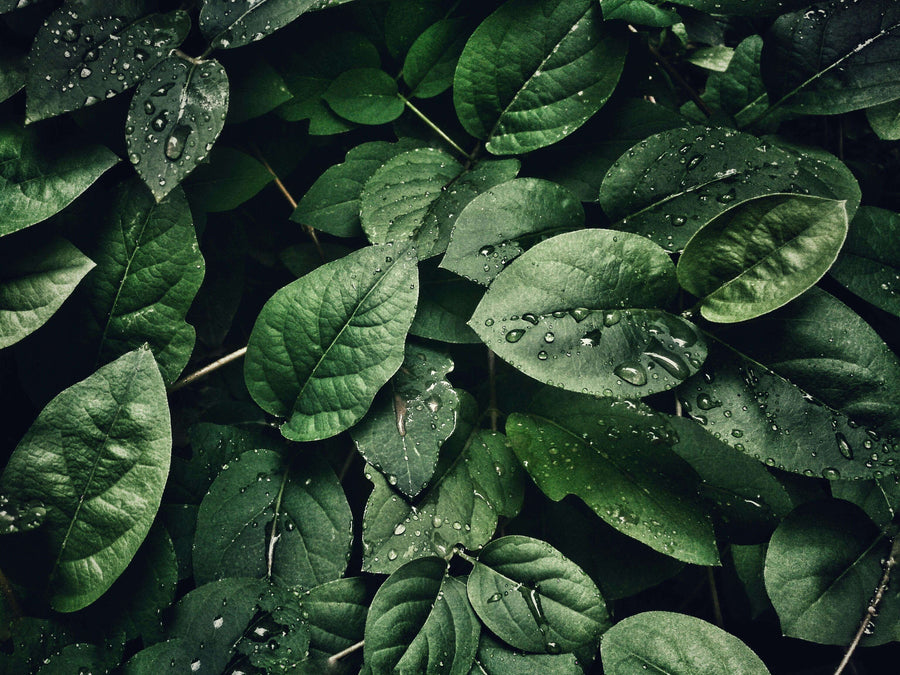 A group of dew covered kratom leaves in their natural environment.
