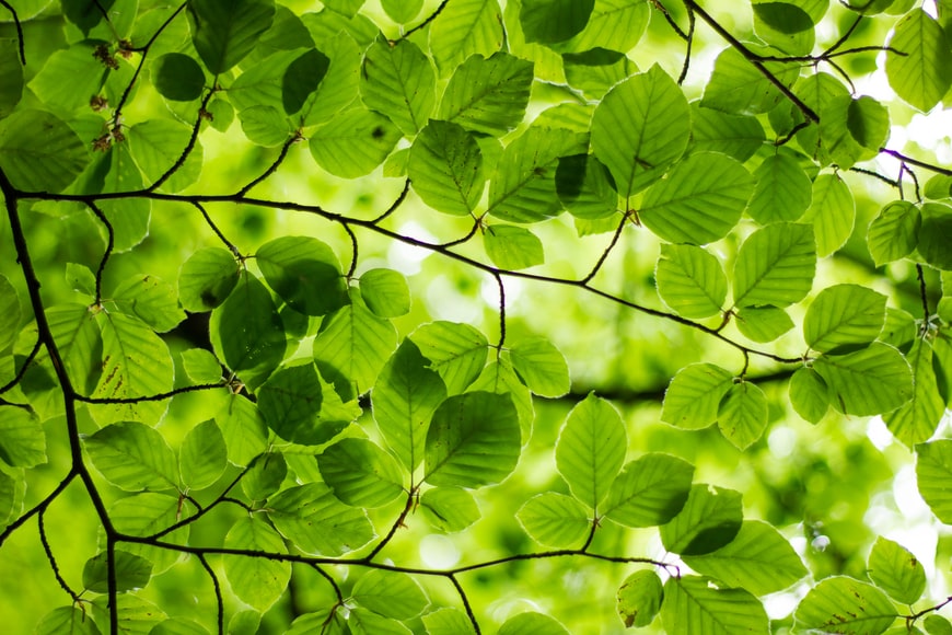 kratom leaves|