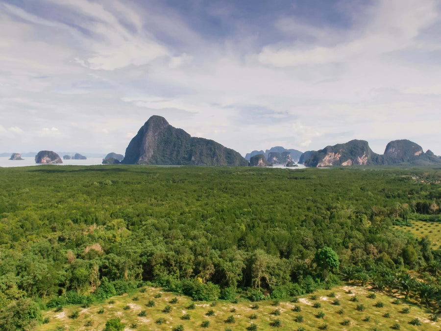 Thailand forest mountains and sea in the background|white kratom capsule and powder|White Thai vs White Maeng Da Kratom Infographics
