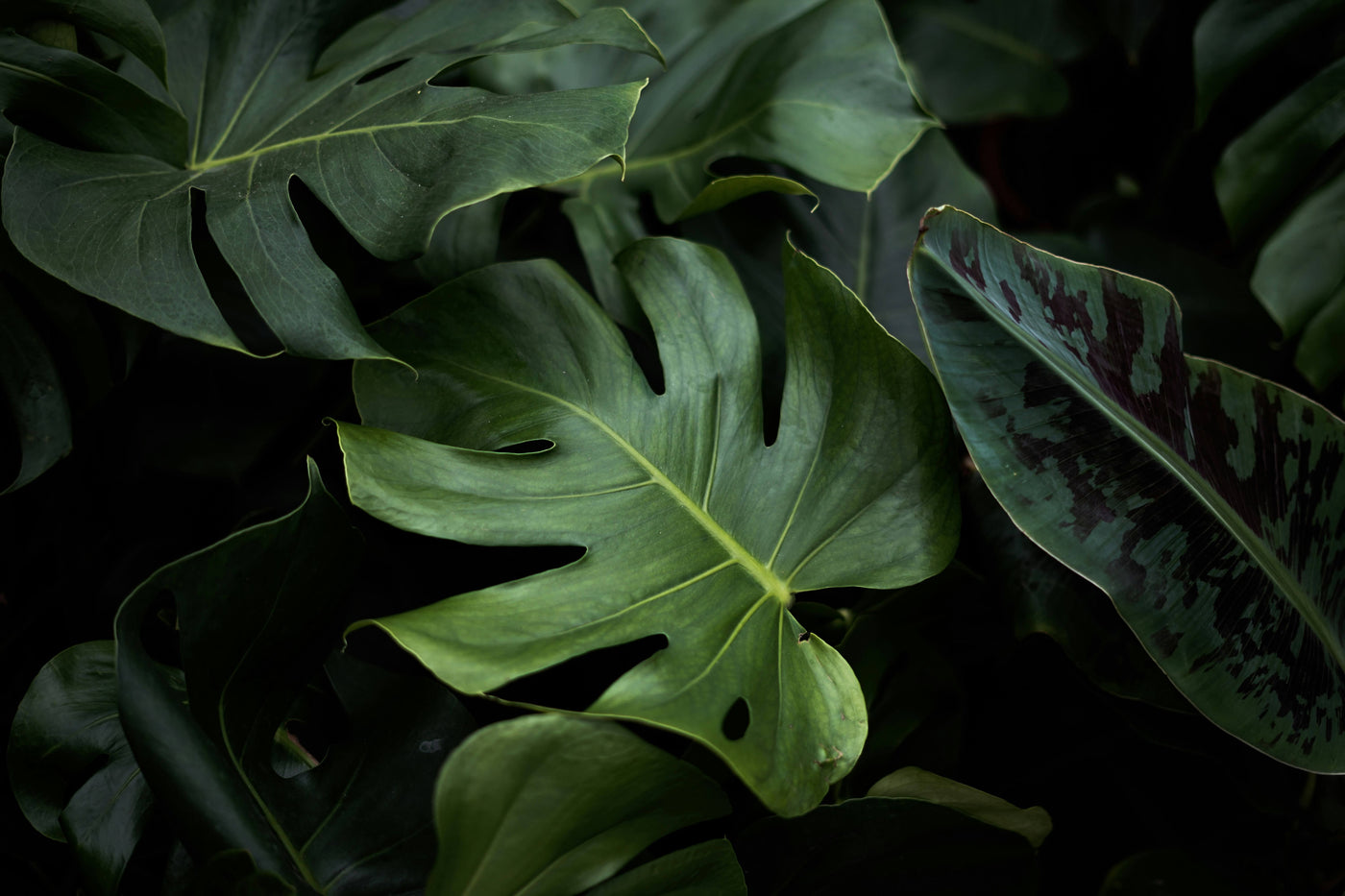 A close-up image of leaves
