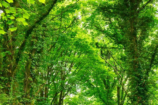 Going Green