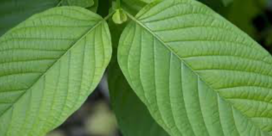 Close-up of two green vein kratom leaves|Close-up of two green vein kratom leaves