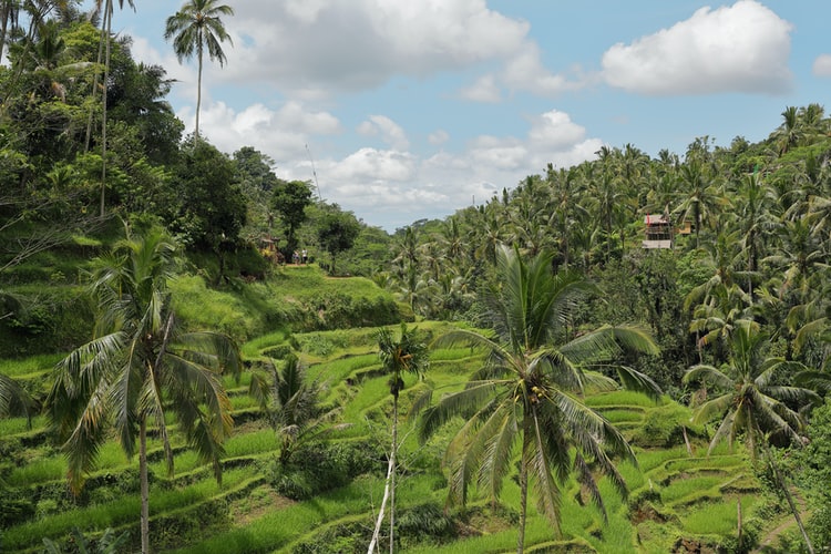 indonesian jungle|Many trees and greenery in a natural environment