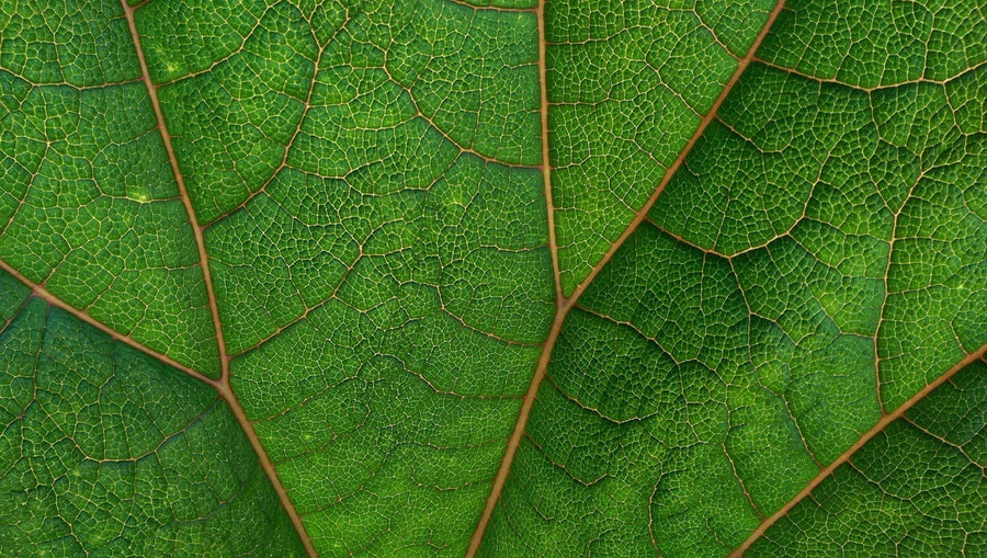 Close-up of kratom leaf and veins|