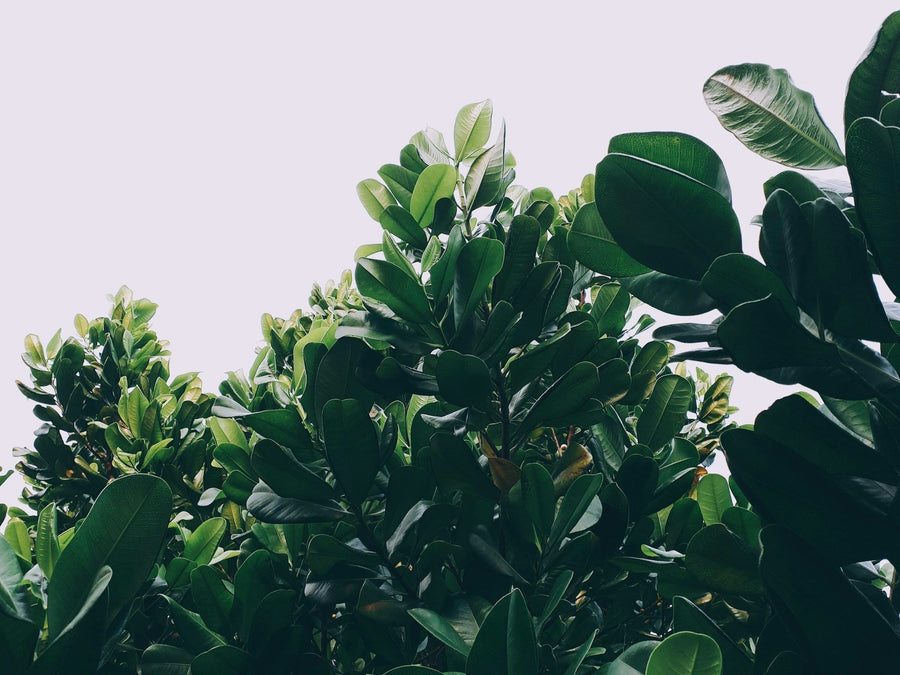 Forest of green leafed plants|tired man yawning in front of a white background|